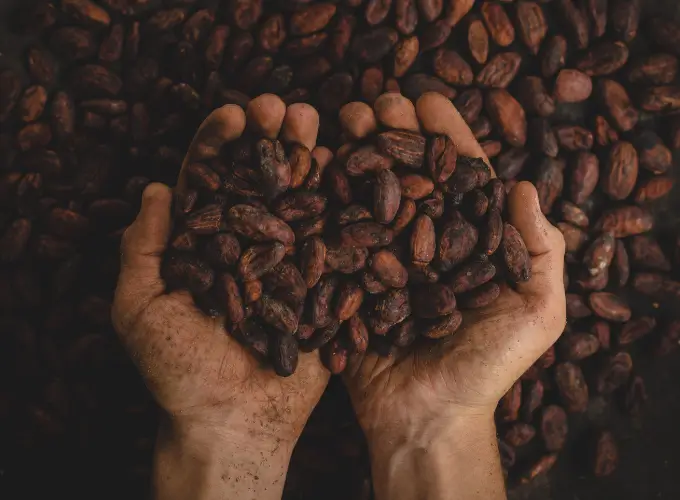Fèves de cacao
